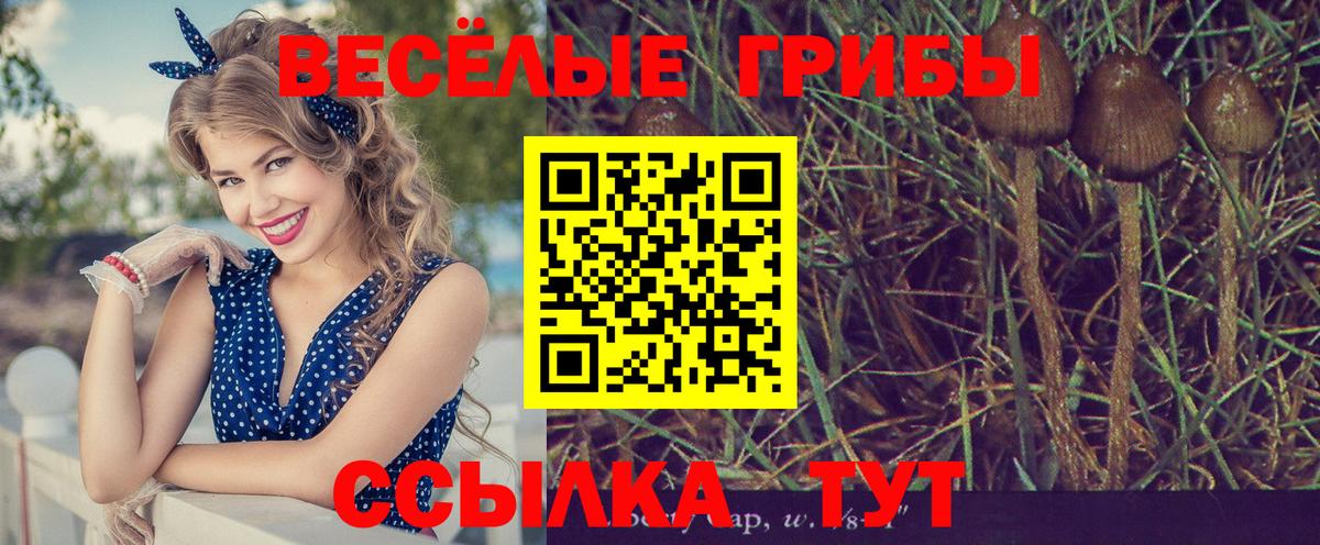 Галлюциногенные грибы Psilocybe Алушта
